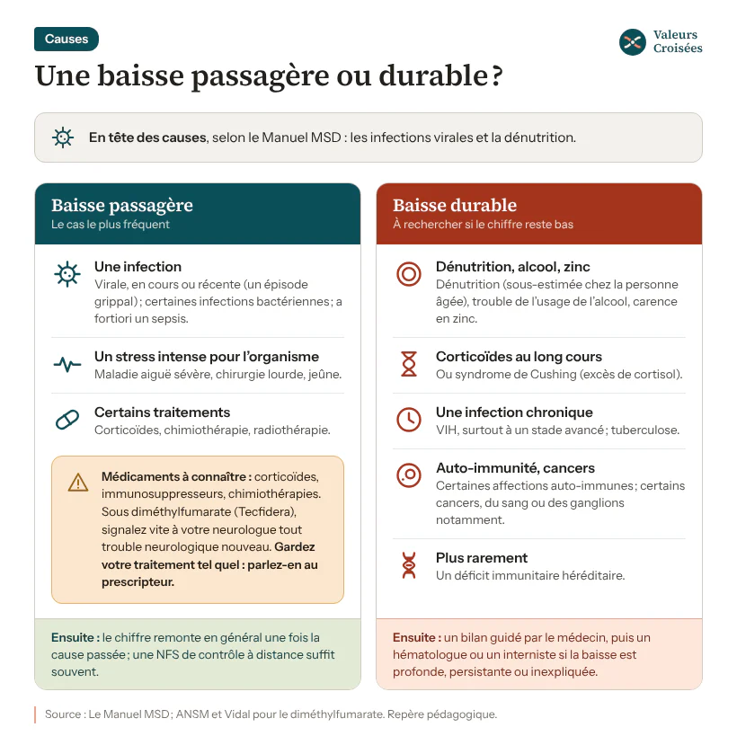 Causes des lymphocytes bas : passagères ou durables Carte des causes de lymphocytes bas : baisse passagère (infection virale ou bactérienne, stress intense, corticoïdes, chimiothérapie ou radiothérapie) et baisse durable (dénutrition, alcool, carence en zinc, VIH, tuberculose, maladies auto-immunes, cancers, déficit héréditaire).