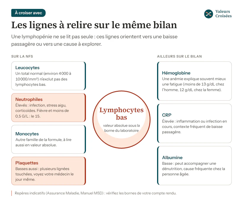 Lymphocytes bas : les lignes à croiser sur le compte rendu Schéma des lignes à croiser avec des lymphocytes bas : leucocytes, neutrophiles, monocytes et plaquettes sur la NFS ; hémoglobine, CRP et albumine ailleurs sur le bilan, avec ce que chacune apporte.