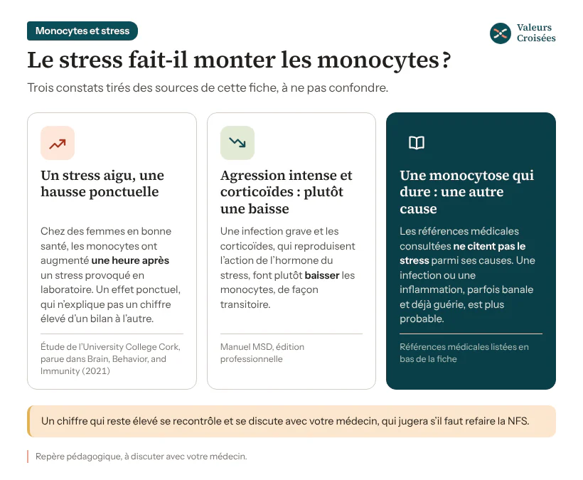 Monocytes élevés et stress : ce que disent les sources Trois encadrés sur le stress et les monocytes : un stress aigu provoqué en laboratoire a fait monter les monocytes une heure après ; une agression physique intense et les corticoïdes les font plutôt baisser ; le stress n’est pas cité parmi les causes de monocytose durable.